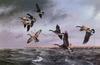 [Consigliere S4 - The Wildfowl of David Maass] Fighting The Wind-Canada Geese
