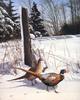 [Consigliere S4 - The Wildfowl of David Maass] Early Winter Morning-Pheasants