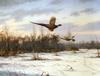 [Consigliere S4 - The Wildfowl of David Maass] Gliding Away-Pheasants
