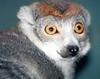 True Lemurs (Lemuridae) - Wiki