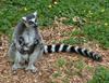 Ring-tailed Lemur (Lemur catta) - Wiki