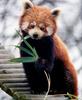 Red Panda (Ailurus fulgens) - Wiki