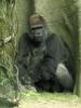 Western Gorilla (Gorilla gorilla) - Wiki
