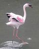Lesser Flamingo (Phoenicopterus minor) - Wiki