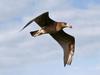 Pacific Gull (Larus pacificus) - Wiki