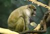 Allen's Swamp Monkey (Allenopithecus nigroviridis) - Wiki