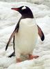 Gentoo Penguin (Pygoscelis papua) - Wiki
