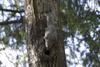 Siberian Flying Squirrel (Pteromys volans) - Wiki