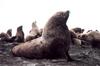 Steller's Sea Lion (Eumetopias jubatus) - Wiki