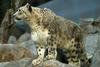 Snow Leopard (Uncia uncia) - Wiki