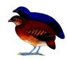 Black Partridge (Melanoperdix niger) - Wiki