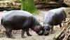 Pygmy Hippopotamus (Choeropsis liberiensis) - Wiki