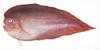 분홍꼼치 Careproctus rastrinus (Salmon snailfish)