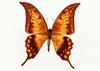일본 소재사전(素材???典) 12권 일본나비편(蝶編) - Yellow Gorgon Butterfly