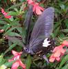 Red Helen Butterfly (Papilio helenus) - Wiki