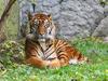 Sumatran Tiger (Panthera tigris sumatrae) - Wiki