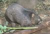 Common Wombat (Vombatus ursinus) - Wiki