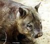Southern Hairy-nosed Wombat (Lasiorhinus latifrons) - Wiki