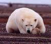 Polar Bear (Ursus maritimus) - Wiki