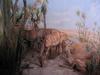 Lesser Kudu (Tragelaphus imberbis) - Wiki