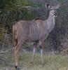 Greater Kudu (Tragelaphus strepsiceros) - Wiki