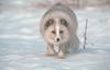 Arctic Fox (Alopex lagopus) - Wiki