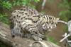 Fishing Cat (Prionailurus viverrinus) - Wiki