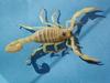 Giant Desert Hairy Scorpion (Hadrurus arizonensis) - Wiki