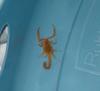 Arizona bark scorpion (Centruroides exilicauda) - Wiki