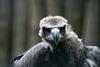 Eurasian Black Vulture, Cinereous Vulture (Aegypius monachus) - Wiki