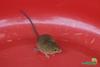 멧밭쥐 Micromys minutus (Eurasian harvest mouse)