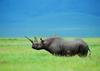 Black Rhinoceros = hook-lipped rhinoceros (Diceros bicornis)