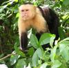 White-headed Capuchin (Cebus capucinus) - Wiki