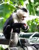 White-headed Capuchin (Cebus capucinus) - Wiki