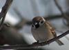 Tree Sparrow (Passer montanus) - Wiki