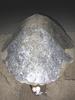 Olive Ridley Sea Turtle (Lepidochelys olivacea) - Wiki