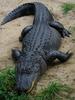 American Alligator (Alligator mississippiensis) - Wiki
