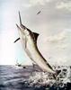 Striped Marlin (Tetrapturus audax)  - Wiki