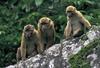 Arunachal Macaque (Macaca munzala) - Wiki