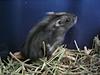 Dwarf Hamster (Cricetidae) - Wiki