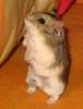 Campbell's Dwarf Hamster (Phodopus campbelli) - Wiki