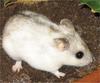 Chinese Hamster (Cricetulus griseus) - Wiki