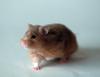 Golden Hamster (Mesocricetus auratus) - Wiki