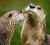 Northern River Otter (Lontra canadensis) - Wiki