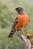 American Robin (Turdus migratorius) - Wiki
