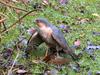 Eurasian Sparrowhawk (Accipiter nisus) - Wiki