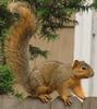 Fox Squirrel (Sciurus niger) - Wiki
