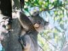 Koala (Phascolarctos cinereus) - Wiki