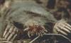 Star-nosed Mole (Condylura cristata) - Wiki