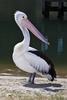 Australian Pelican (Pelecanus conspicillatus) - Wiki